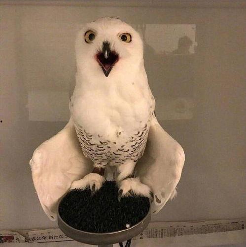 平安大爷最新爆料猫头鹰,猫头鹰生成背后的神秘力量  第2张